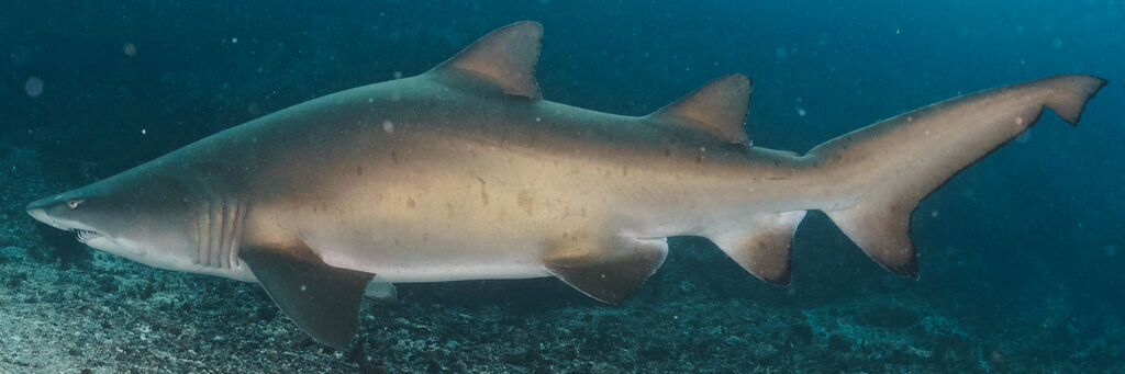 ac129150-b650-4db0-80e2-7dd58f2784aa