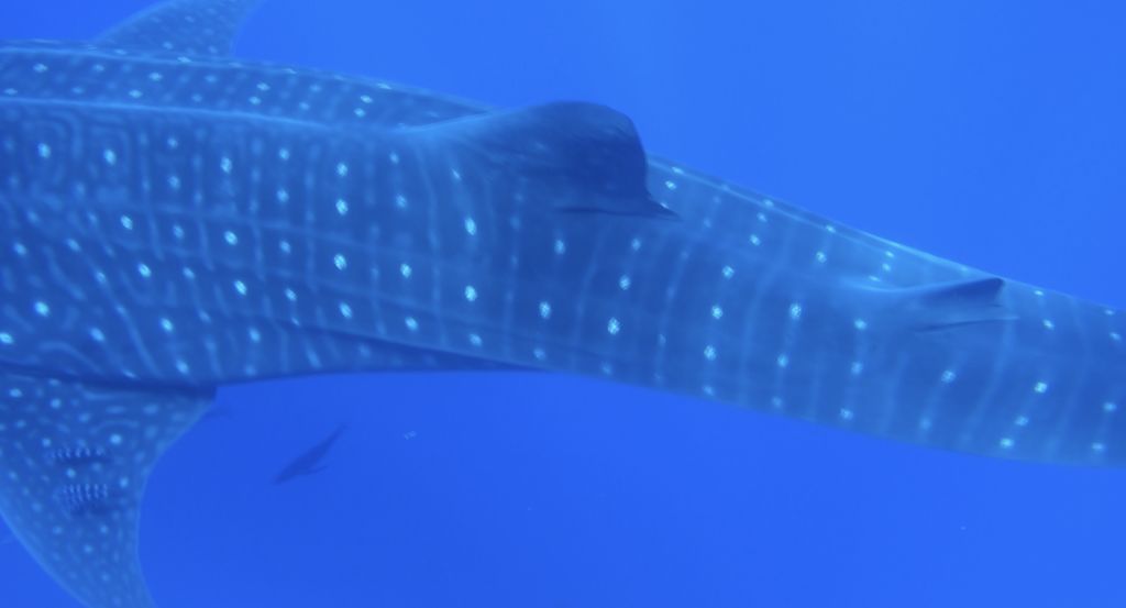 86160d79-c739-4877-8568-79f7781bba18