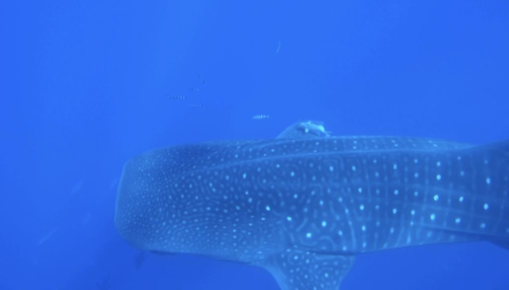 86160d79-c739-4877-8568-79f7781bba18