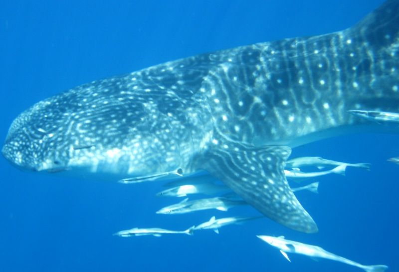 5c4d50ad-2ce5-4cc8-b5d5-0a1aa9127168