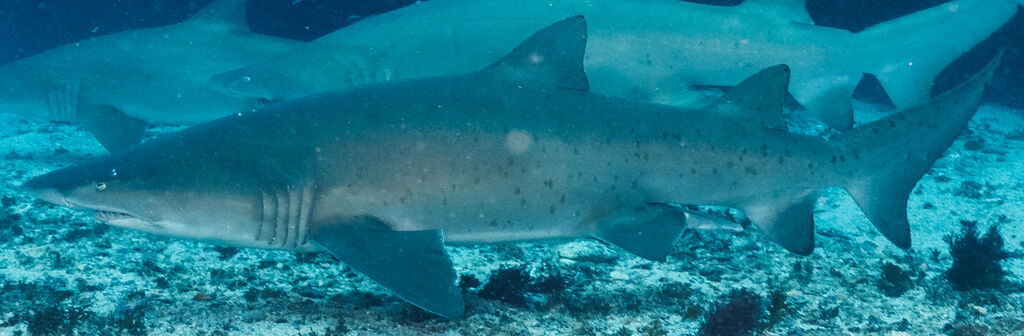 07f1aff0-81ed-43ef-aedb-54e55537530c