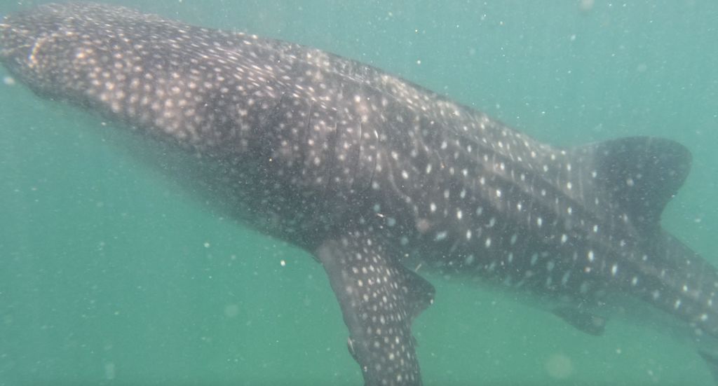 72a974a9-9c5b-42cc-8aed-7b97ff41ea90