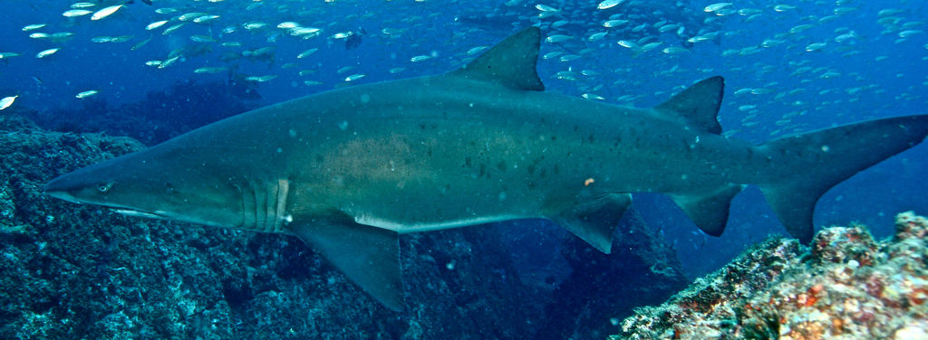 f7458aaa-4b9e-4c36-9529-d521b1b8e6b6