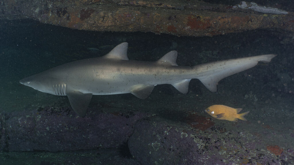 86ec19d4-209e-4bc1-a31b-3c111fea8137