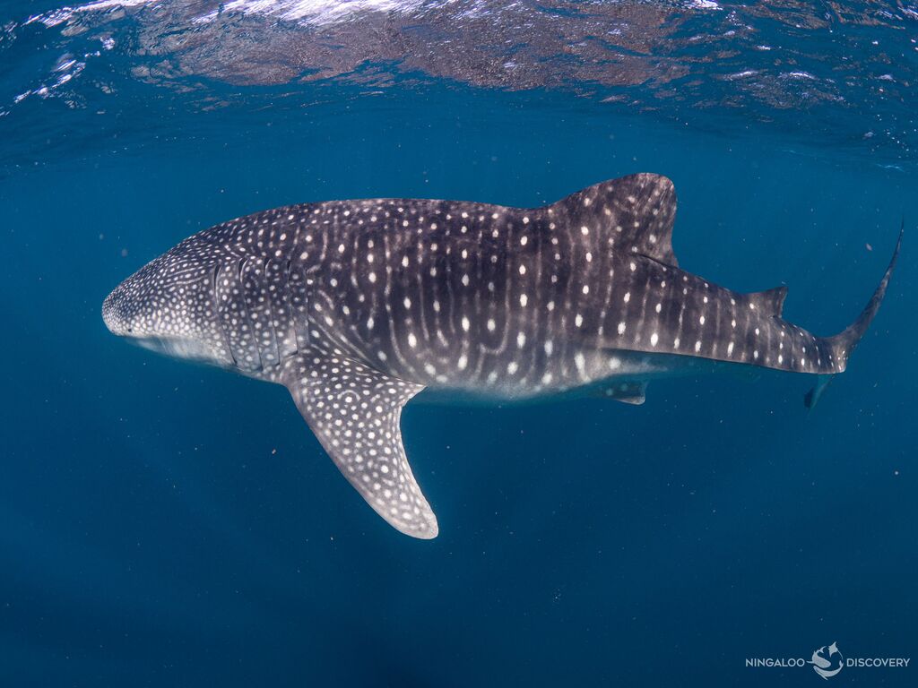 c40d9c61-b13e-4163-bdbc-7aa004438b66