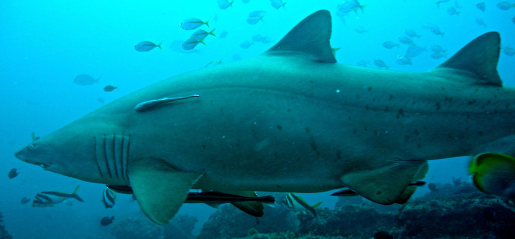 9e0c77db-e15b-47b0-aadd-555112c367fc