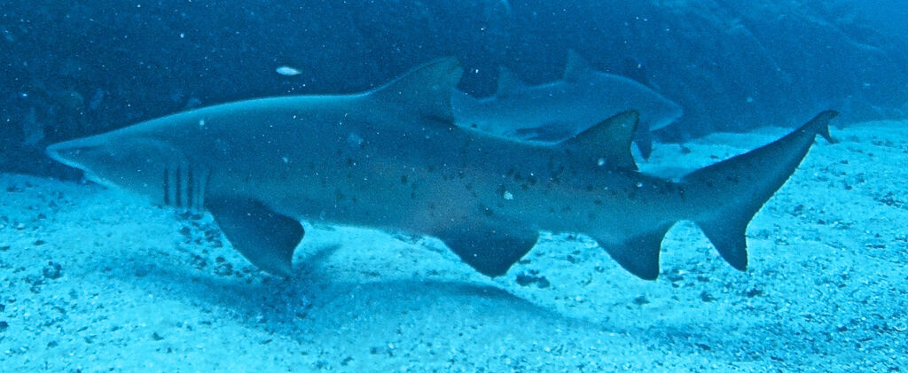 3aa09b96-3c29-417b-a924-ffed1d2b3d20