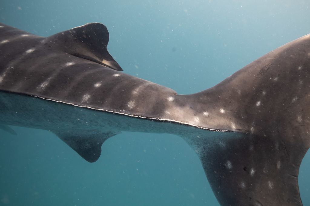 d6a3ecde-d000-4253-9877-9ad14f0d43c9