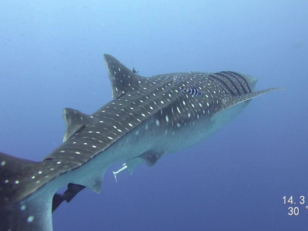 3c06715c-7ea8-4eef-a765-5325502bb767