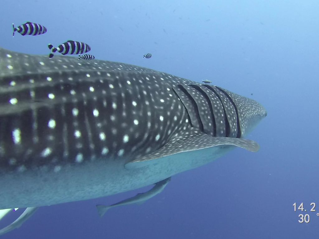 3c06715c-7ea8-4eef-a765-5325502bb767