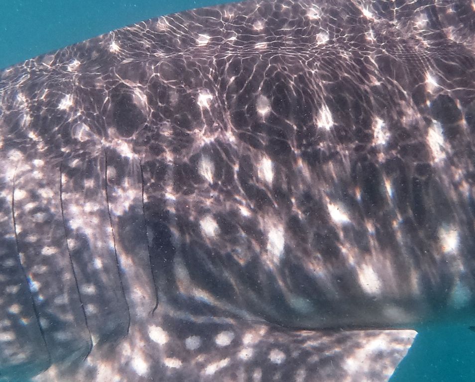 76659702-e1e1-4623-b30e-556e05342ef2