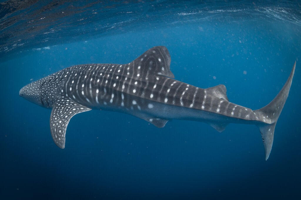 6ab13fc3-5521-498c-9d29-65ed174942e0