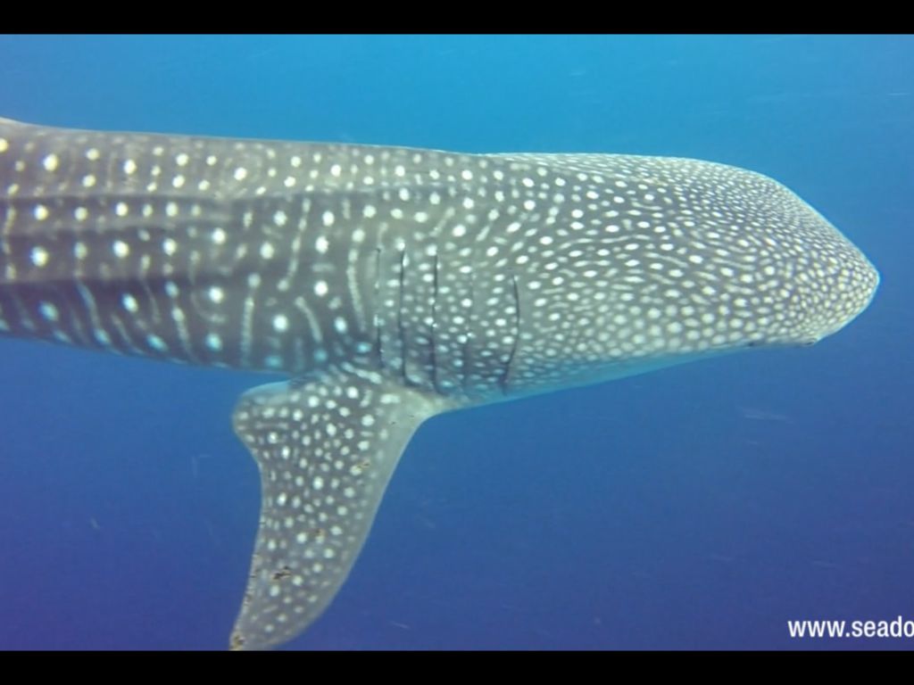 c28ce484-7348-4585-9a0a-972eceee92e7