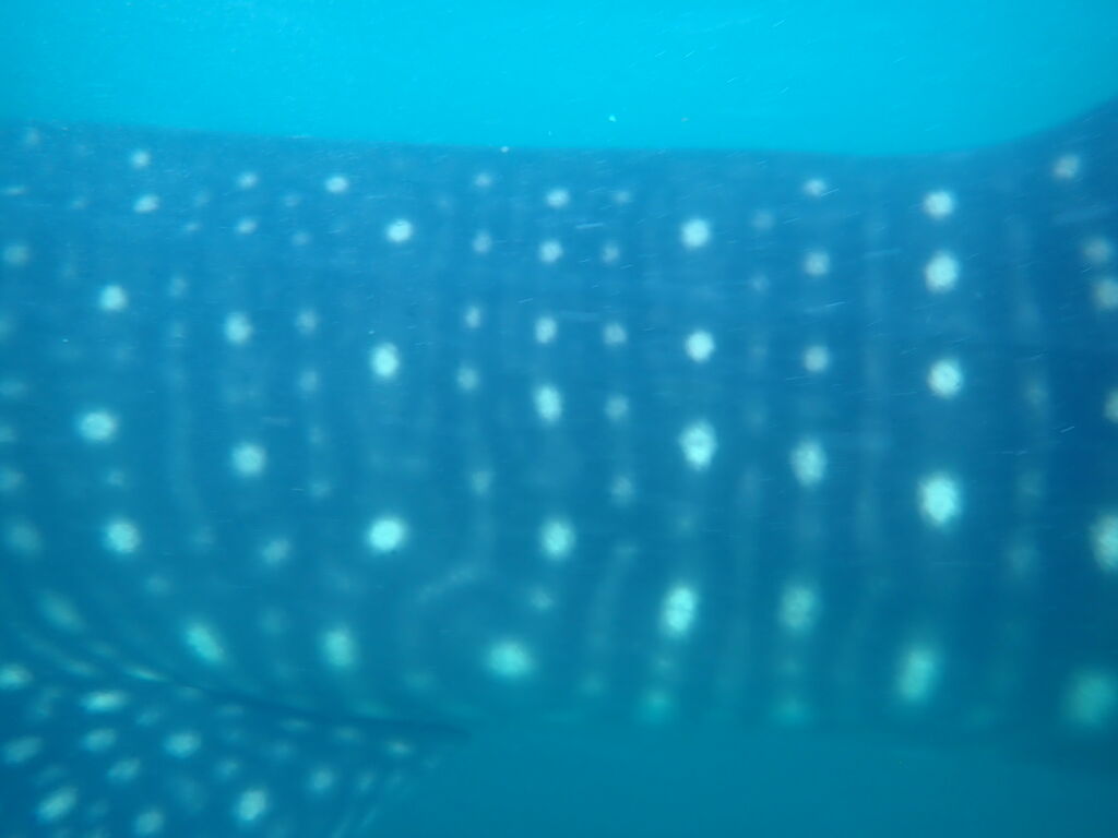 ff31e06a-881d-47a8-8da9-9c249cd8caba