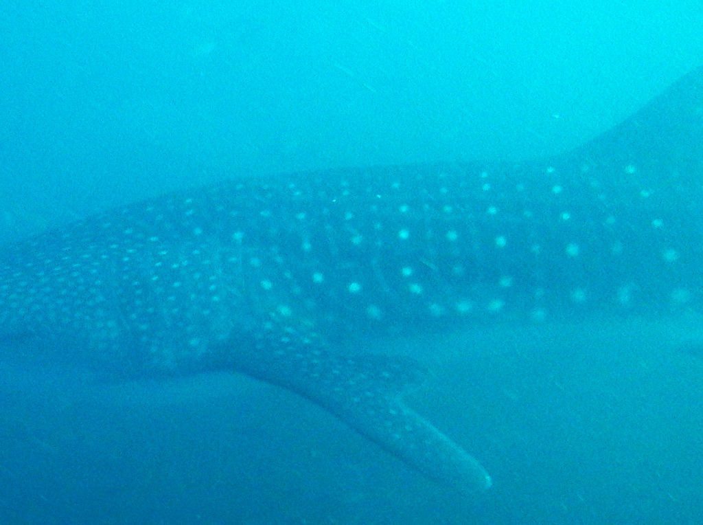 d6b46977-caed-4570-81d6-c06c54142f5b