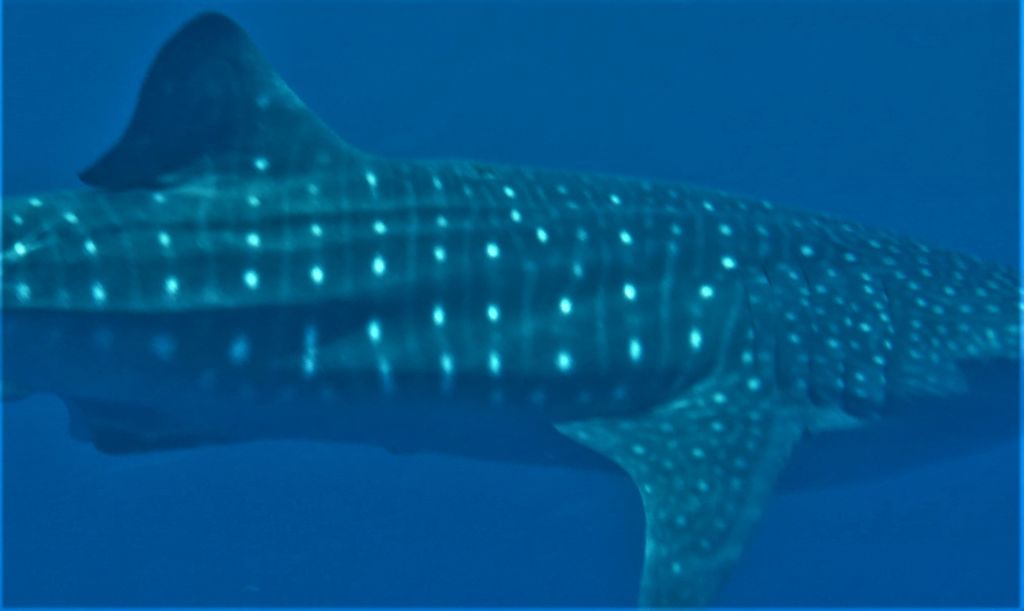 ee9dd34d-1b91-4460-b476-36c1fd1ae14e