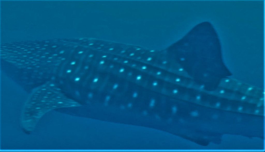 ee9dd34d-1b91-4460-b476-36c1fd1ae14e