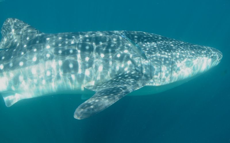 86d61707-53e0-4090-ab92-1e9d20263597