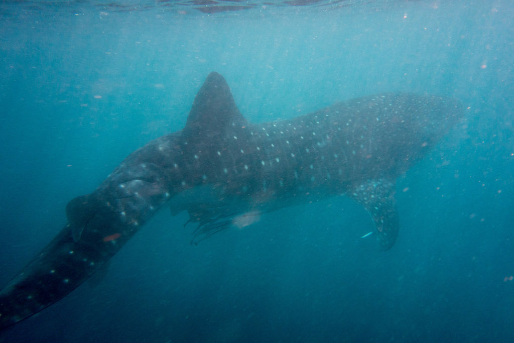 21ffae15-58ee-4468-be37-942565532a48