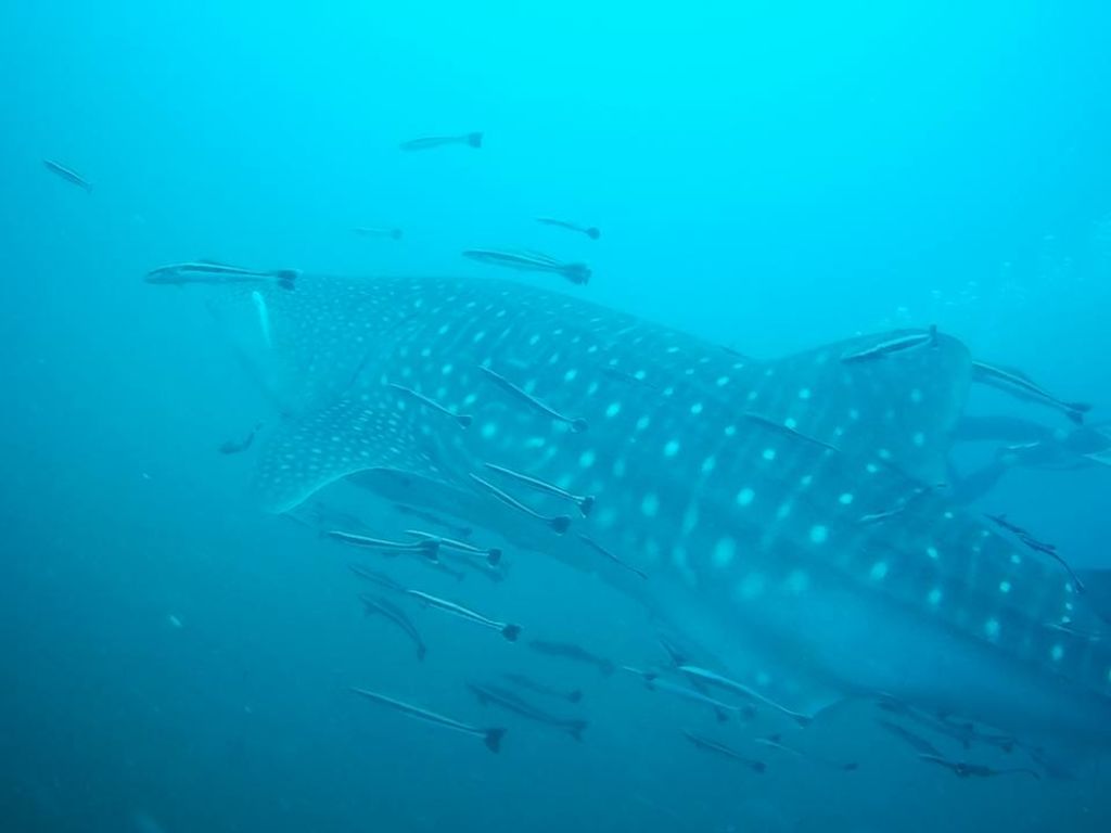 01ad3b93-24e5-4d28-83e3-85f7f2482f0a