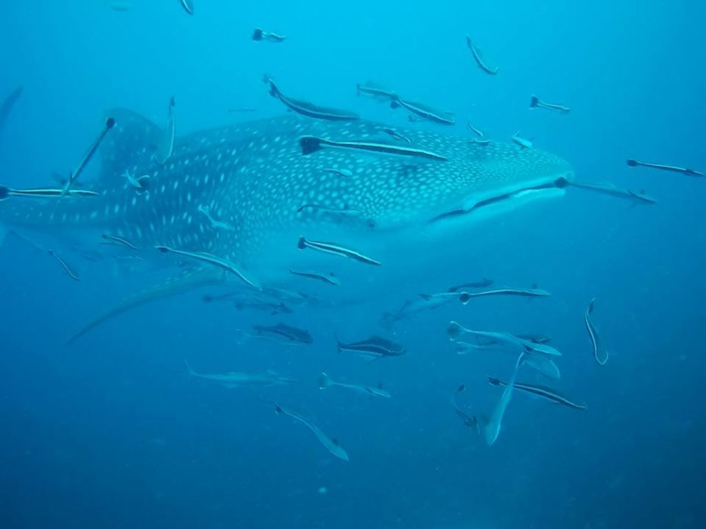 01ad3b93-24e5-4d28-83e3-85f7f2482f0a