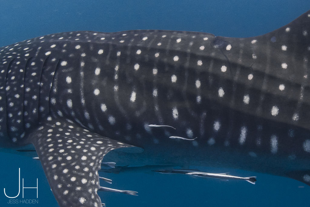 e947c82e-8d56-4ba4-b650-6539d01ce603