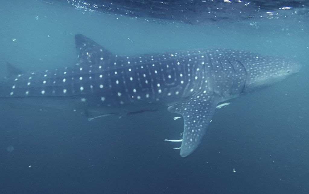 19591ea3-d2ed-42b5-9f14-cd35de736167