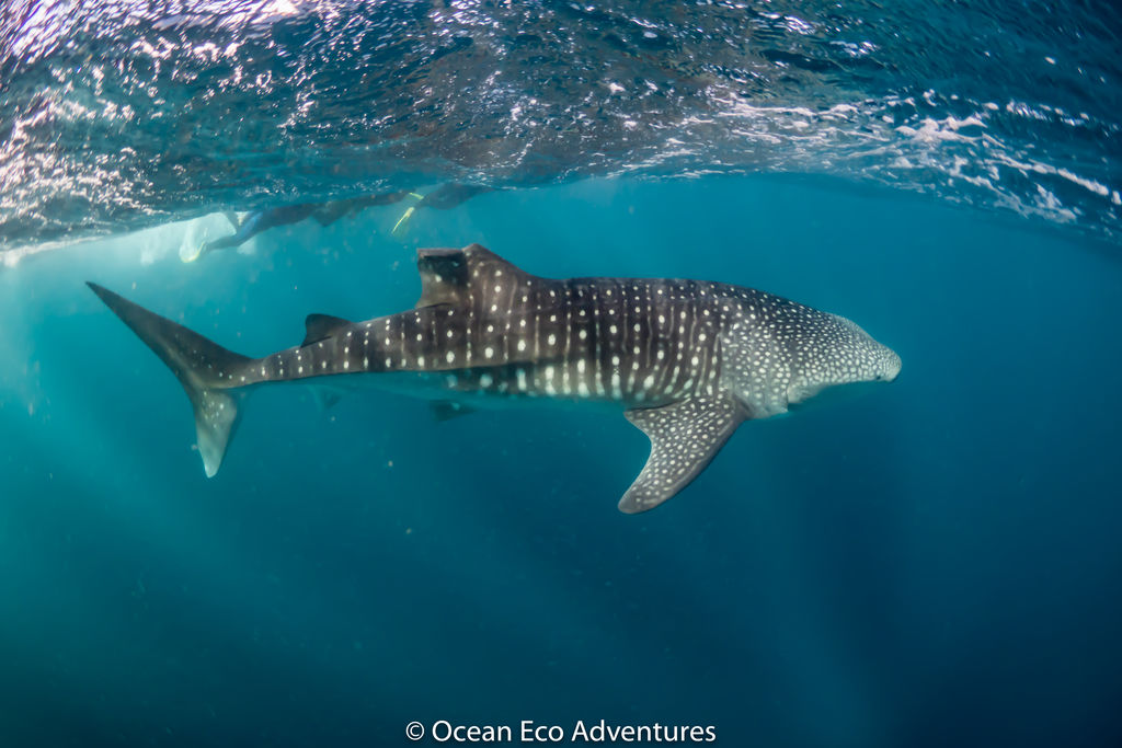 8231c4fd-7549-498e-9c09-08dc9267a71b