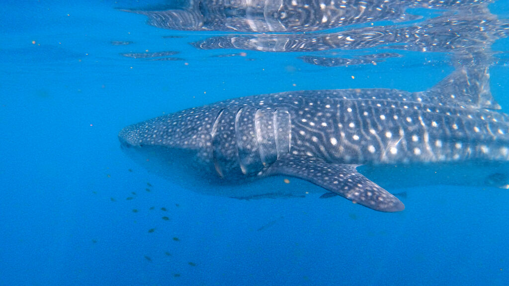 2c9f9d3c-1bde-414f-9b5a-c8badc19ac5d