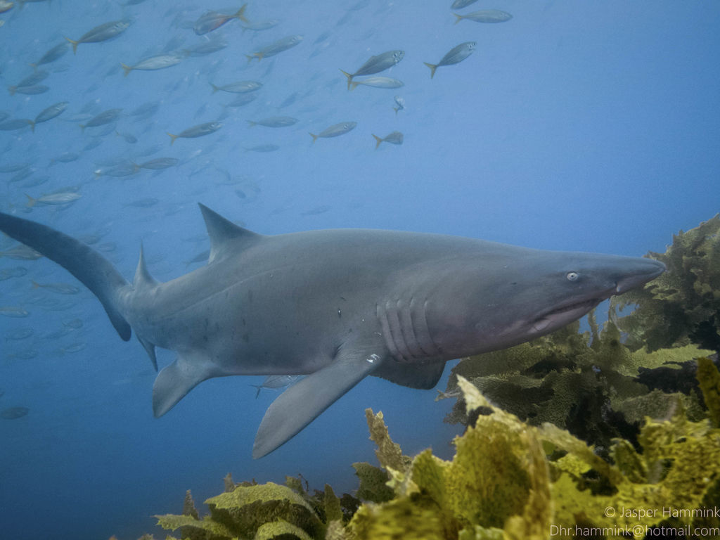 99c4972a-3d21-4f46-9e43-8d6722ed3382