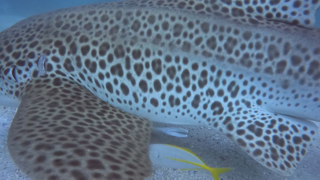 da2a135e-c0a6-4927-a931-50d3dc37df24