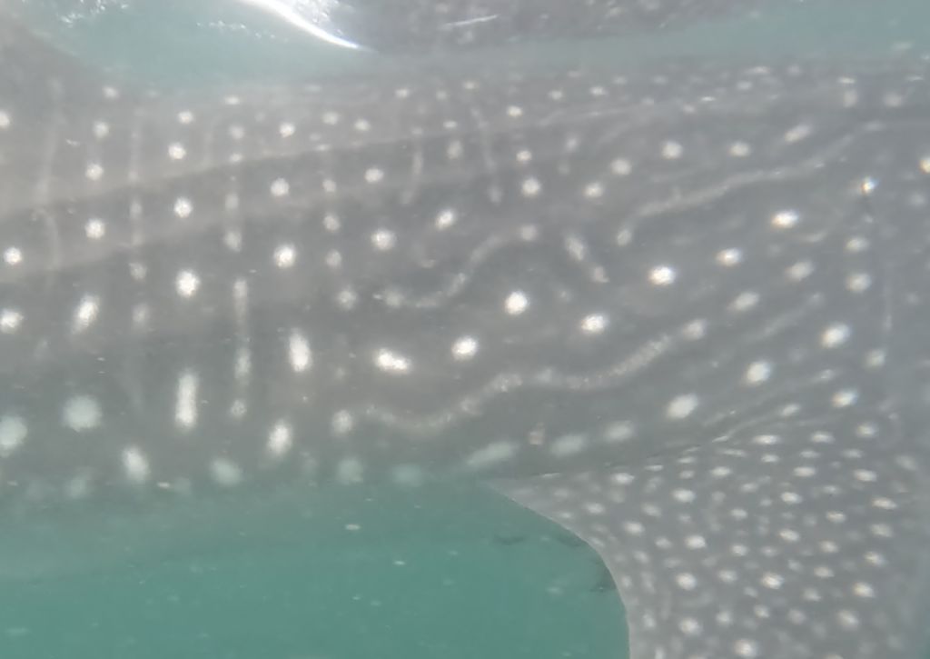 72a974a9-9c5b-42cc-8aed-7b97ff41ea90