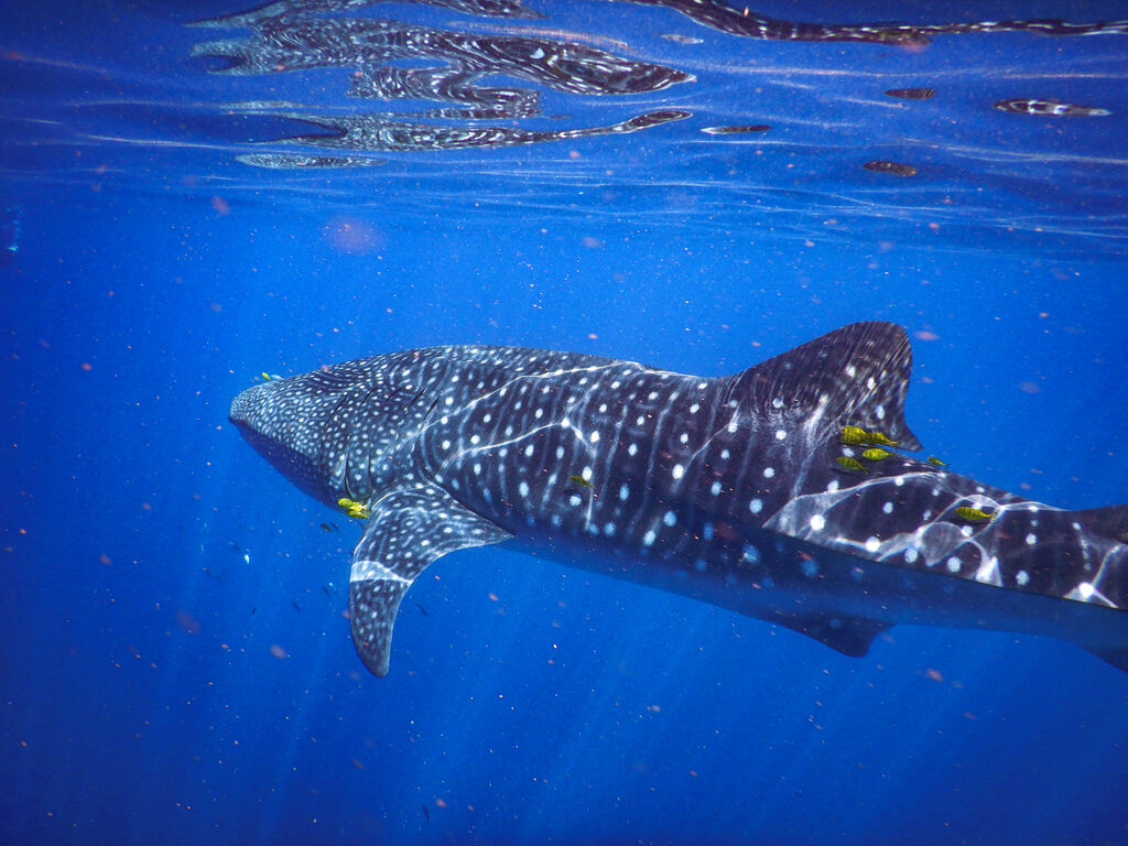 e0550a51-2067-449b-bced-4a040e998ed5