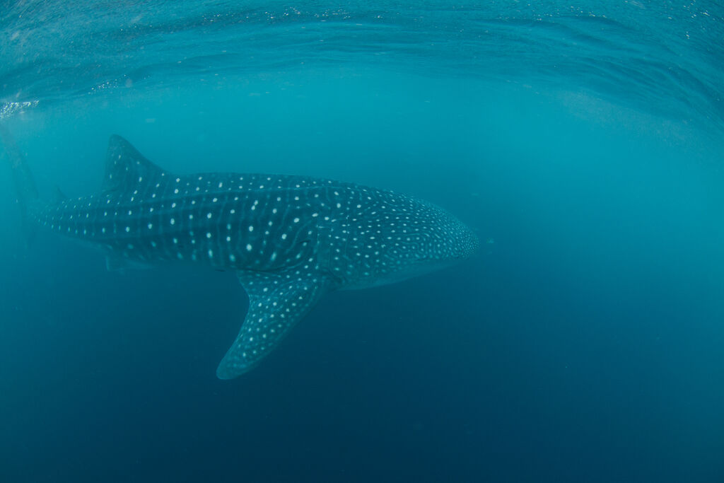 34cd21ff-4018-40d6-9081-6becf75b0f85