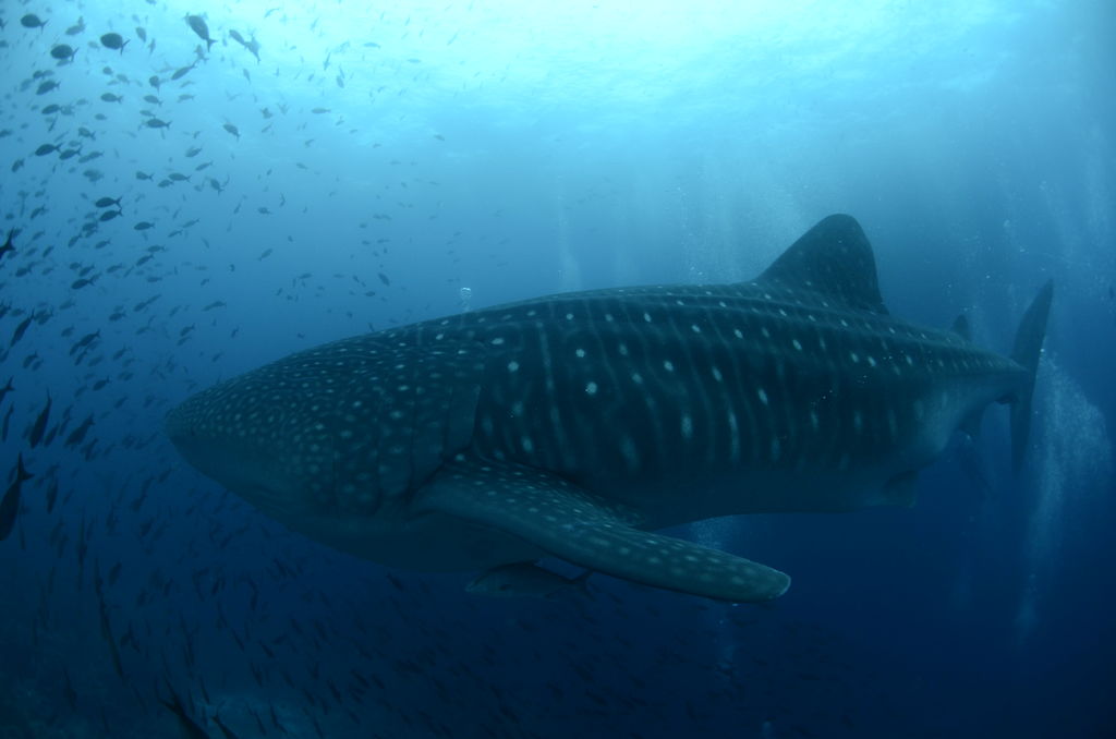 83c8648b-30b8-44e8-9b63-363398f3af01