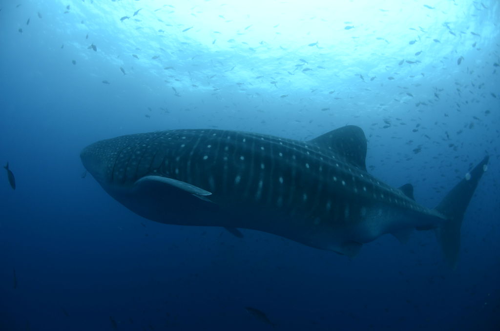 83c8648b-30b8-44e8-9b63-363398f3af01