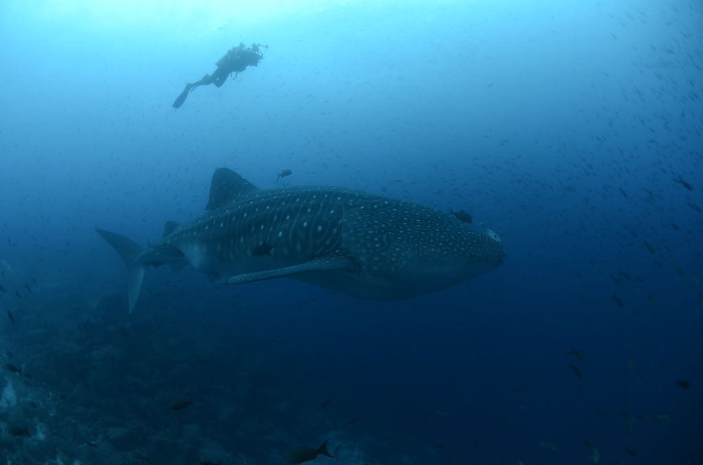 83c8648b-30b8-44e8-9b63-363398f3af01