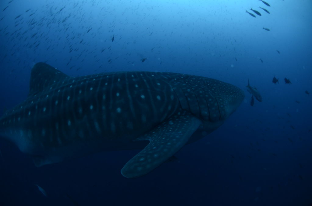 83c8648b-30b8-44e8-9b63-363398f3af01