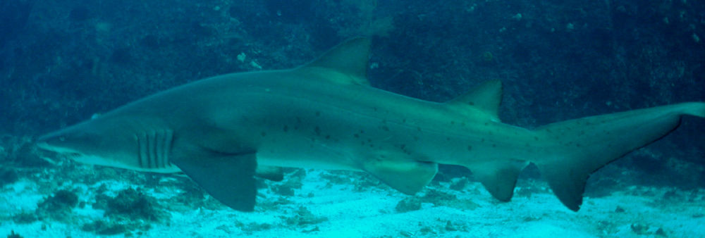 78f285af-2de2-4e3f-9849-b1b2a60fcb0a