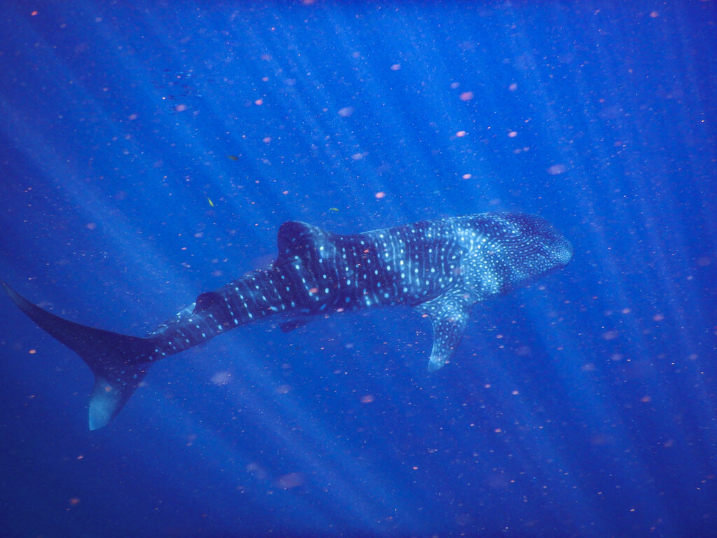 e0550a51-2067-449b-bced-4a040e998ed5