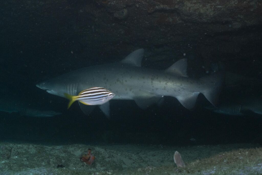 9c596d60-c2d6-42f8-860a-e165cff9884a