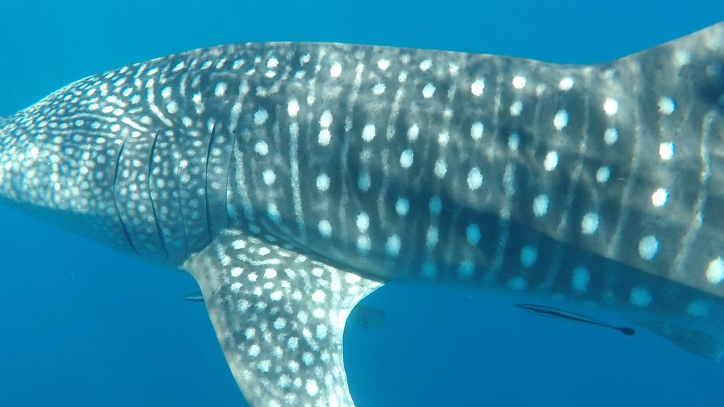 17e0f5a8-a49e-4db8-a758-645ce98a6898