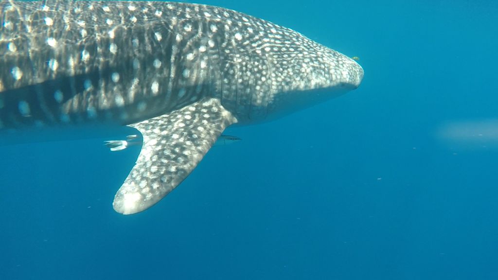 17e0f5a8-a49e-4db8-a758-645ce98a6898