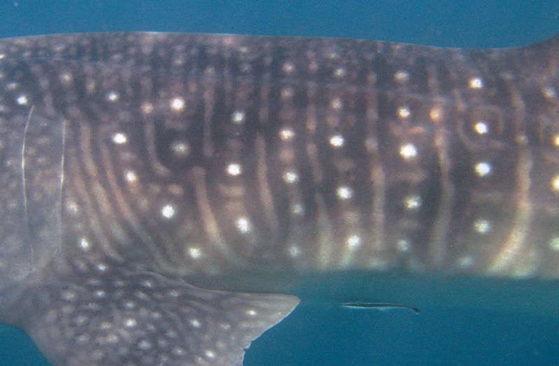 77783eda-175e-4052-bc9b-ed4013a994f0