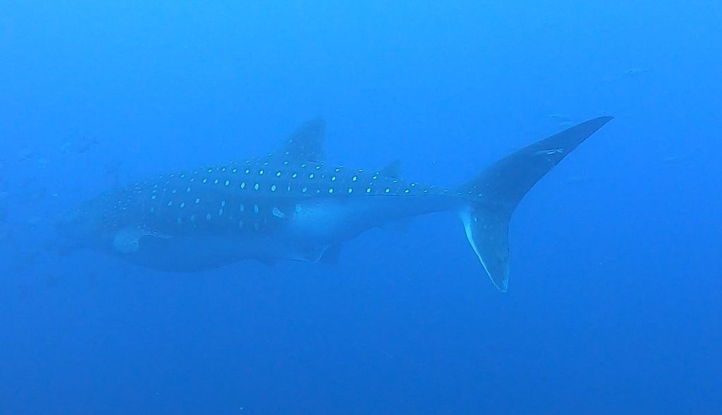 e41f707b-cd77-4bd5-9308-cf5d78897c32