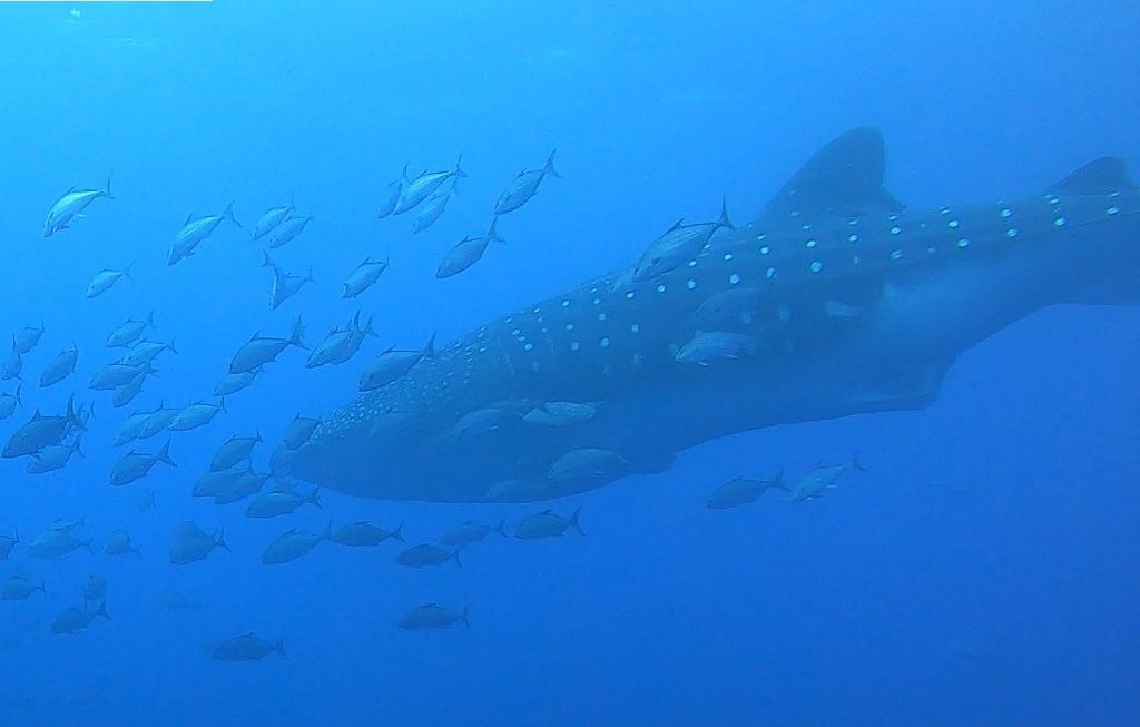 e41f707b-cd77-4bd5-9308-cf5d78897c32