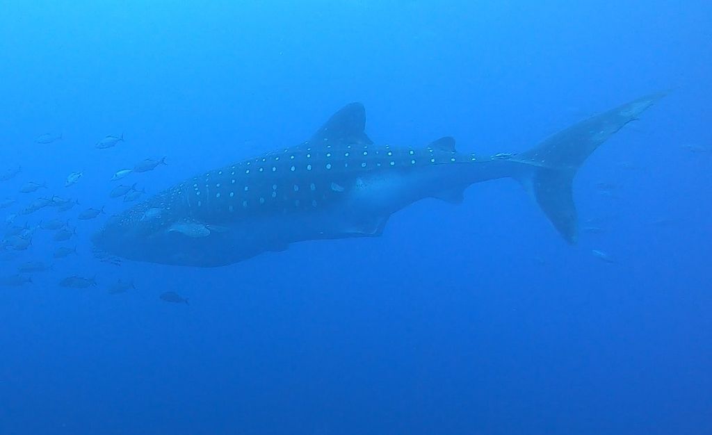 e41f707b-cd77-4bd5-9308-cf5d78897c32