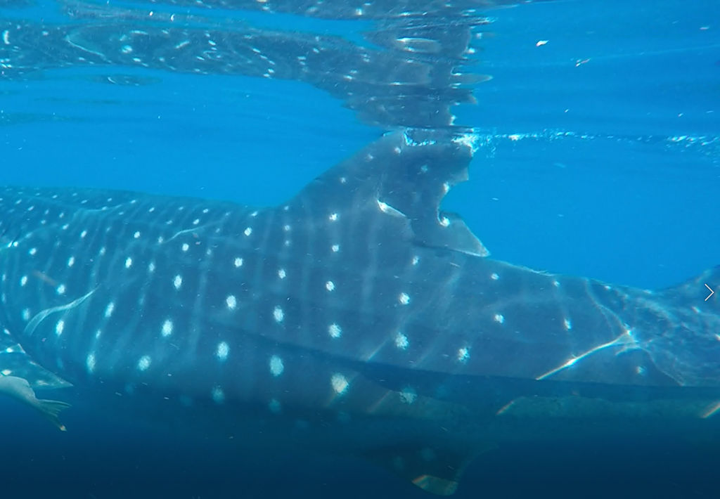 d4eba984-96ca-4c62-8583-e2108fd32892