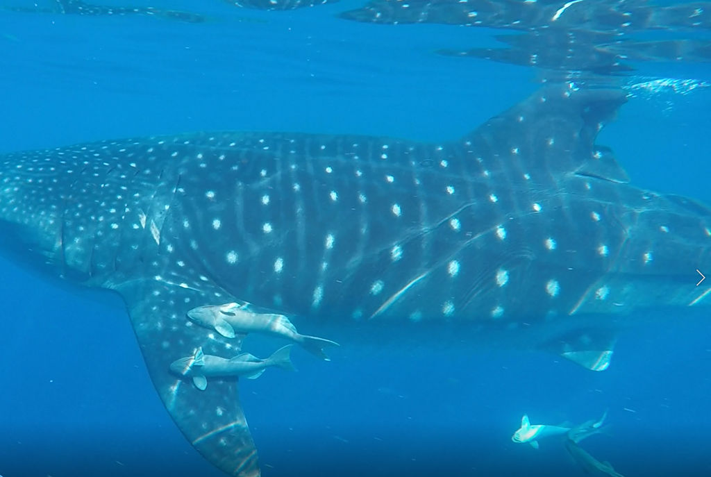 d4eba984-96ca-4c62-8583-e2108fd32892