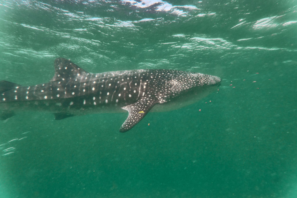 03b0cf96-88e5-4c3a-ac56-eb27343a48ea